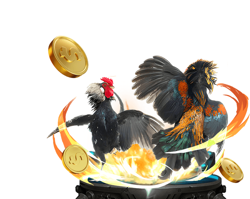 Đá gà cựa dao đầy kịch tính tại vip666