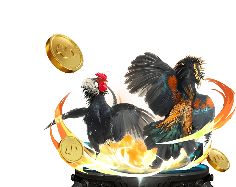 Đá gà cựa dao đầy kịch tính tại vip666