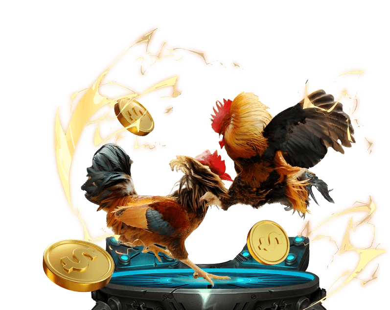 Đá gà Thomo Campuchia tại vip666